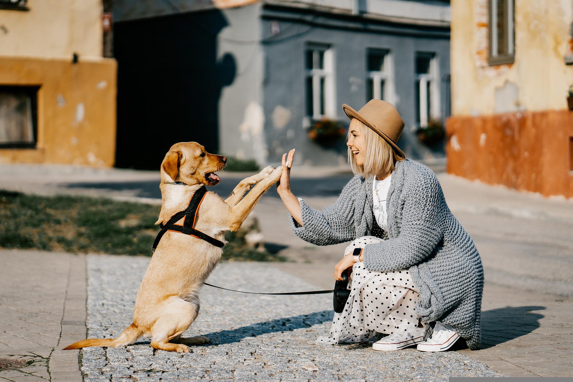 Kvinne trener med hund utendørs