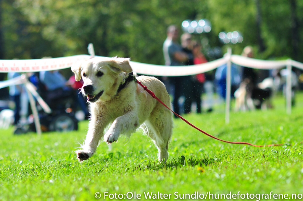 Hund på hverdagslydighetskurs