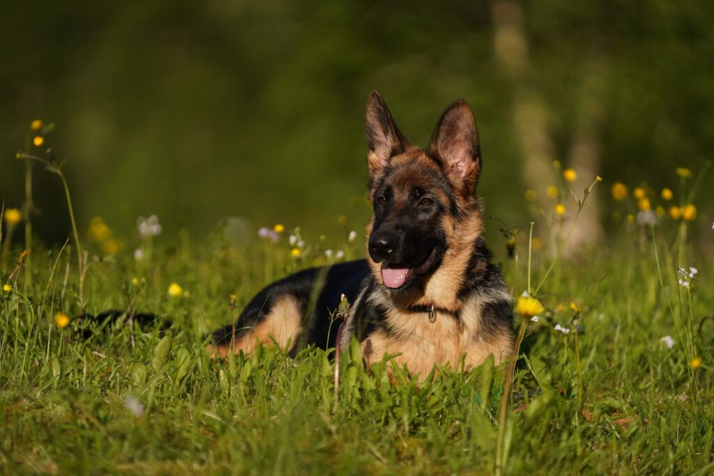 Hundetrening utendørs