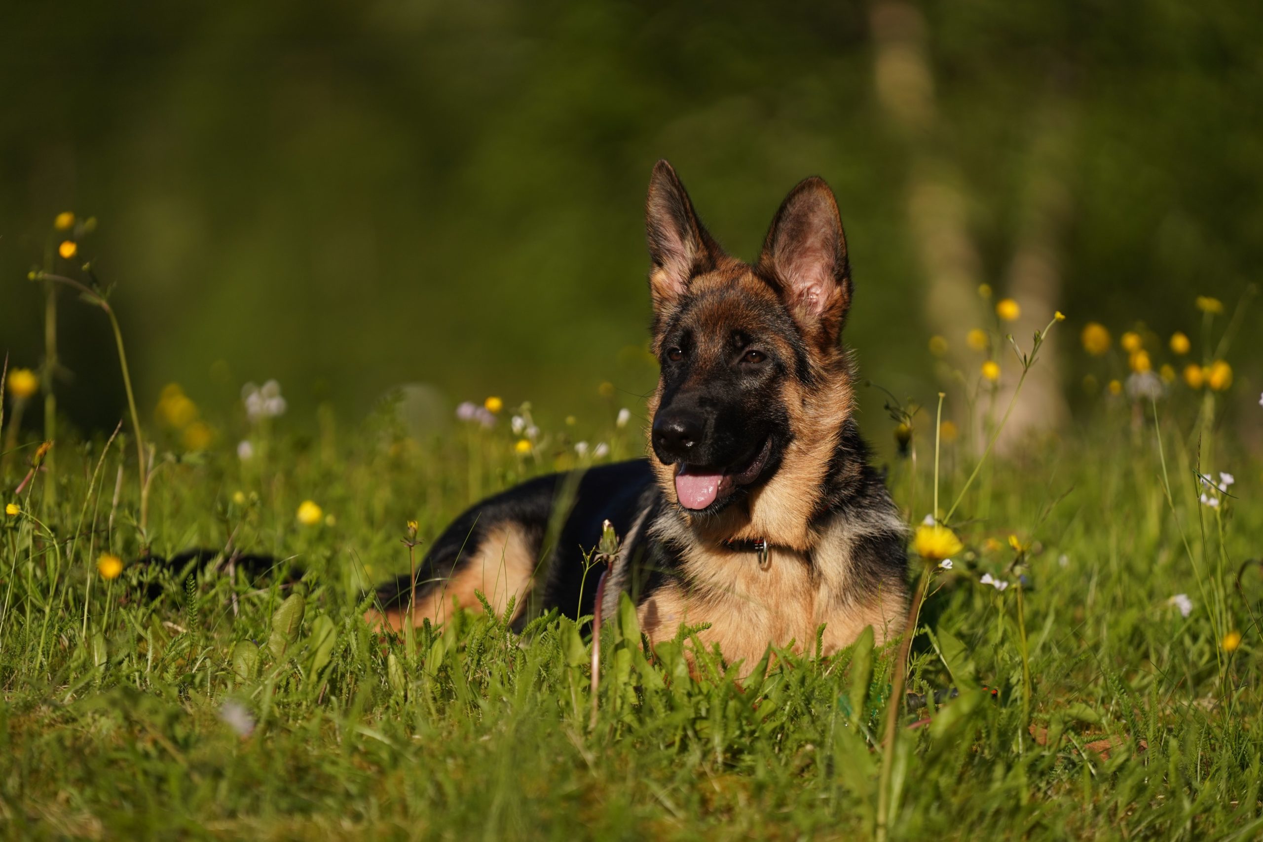 Hundetrening utendørs