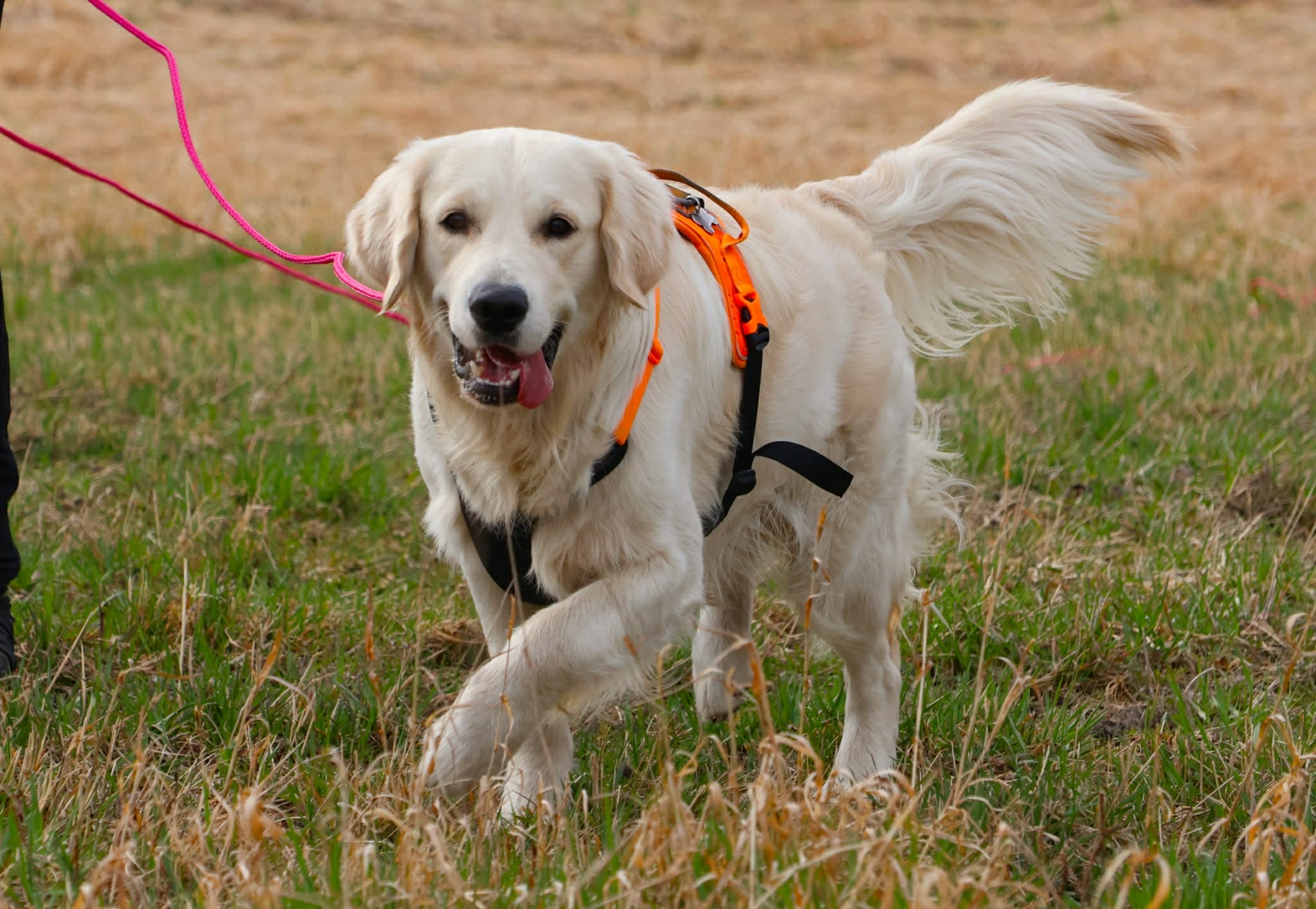 Sporkurs for hund - Oslo Hundeskole