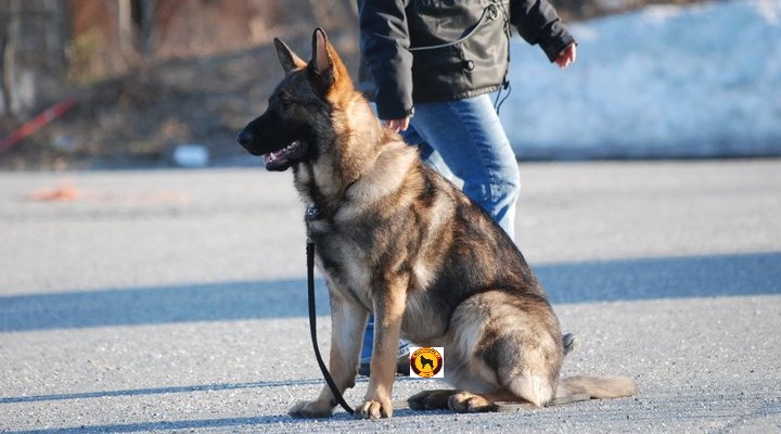 Hundetrening hos Oslo Hundeskole