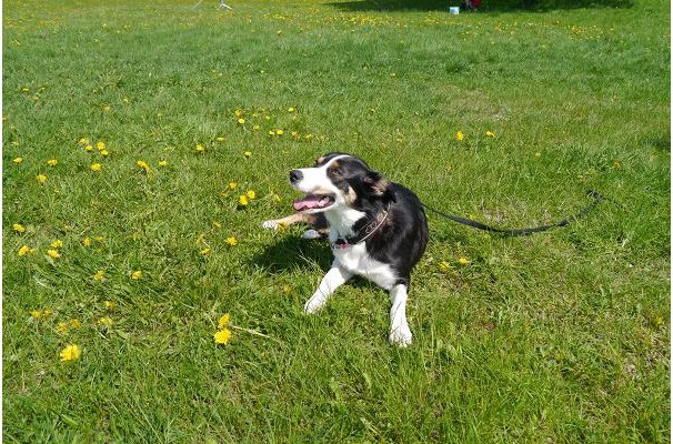 Hund går tur i sommervær med eier