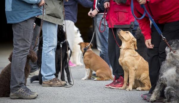 Hundetrener med hund på fagutdanning