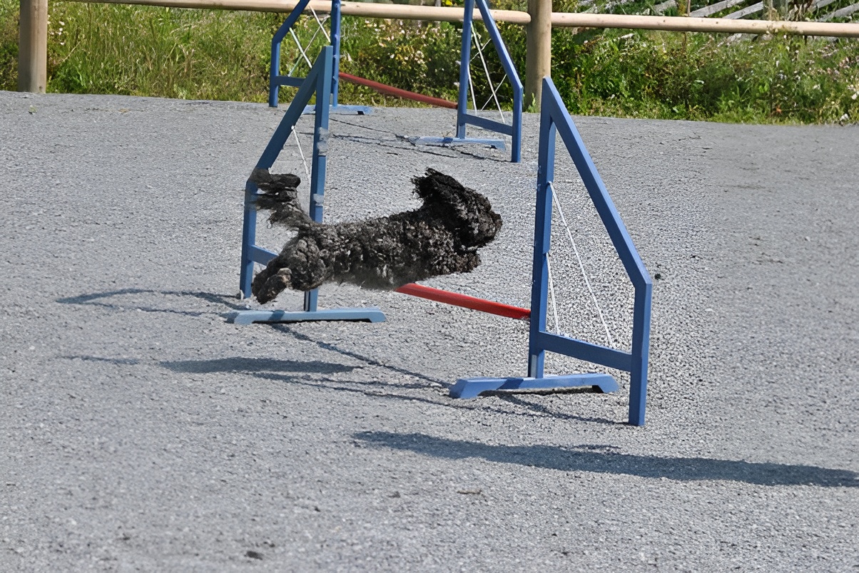 Hund og eier på agilitykurs