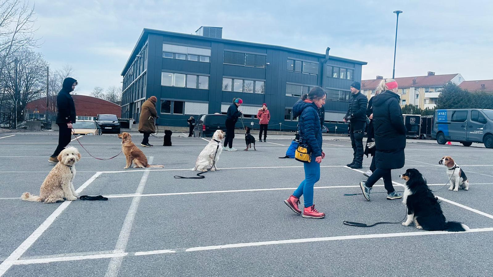 Hundetrening hos Oslo Hundeskole