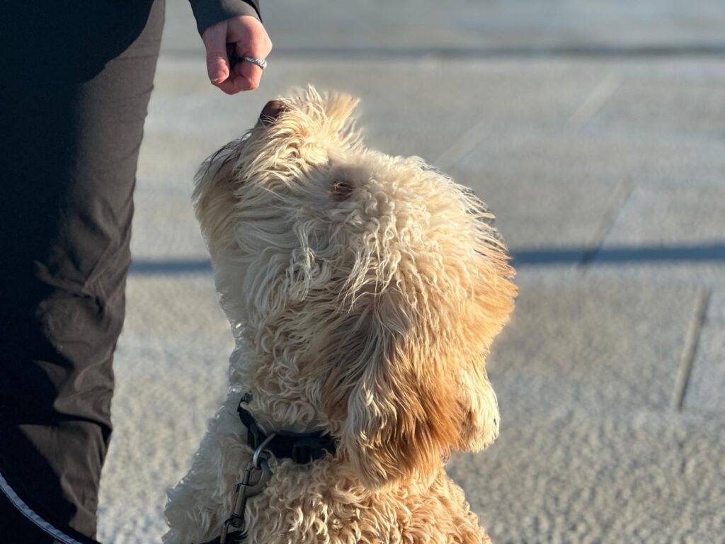 Hundetrening hos Oslo Hundeskole