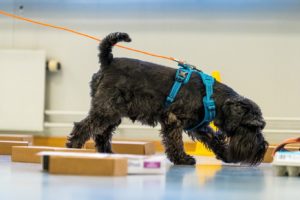 Søk og nesearbeid hund