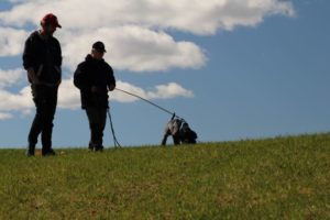 sportrening hund Videregående sporkurs for hund