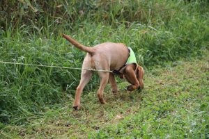 Hund i sporarbeid
