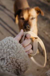 Illustrasjon til Hundekurs i hverdagslydighet – Oslo Hundeskole