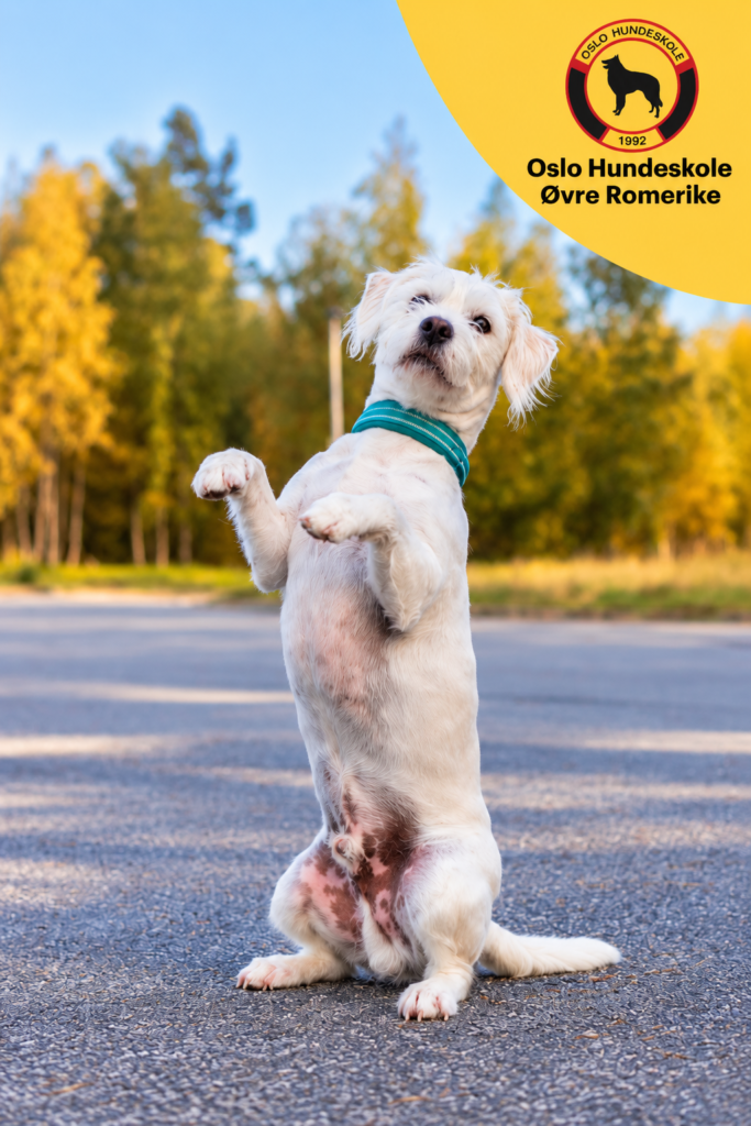 Hund i aktivitet